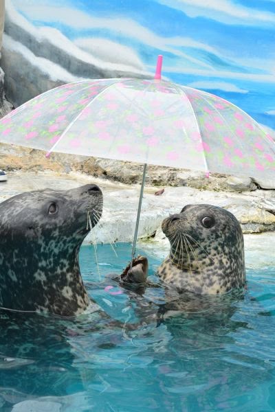 focas cubriendose del clima con un paraguas