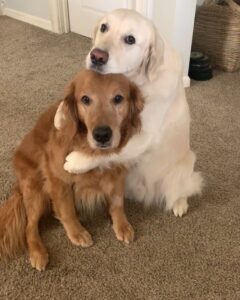 Dos perritos abrazandose