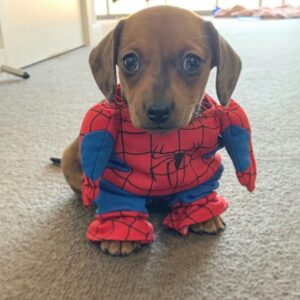 perro disfrazado de spiderman